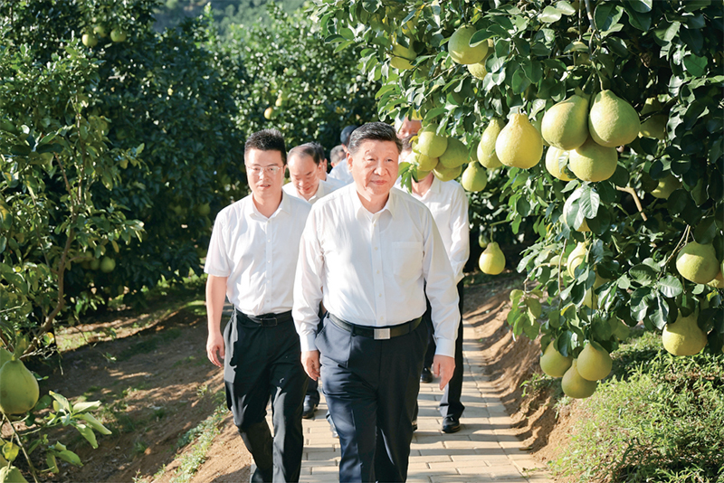 　　2025年11月7日至8日，中共中央總書記、國家主席、中央軍委主席習(xí)近平在廣東考察。這是7日下午，習(xí)近平在梅州市梅縣區(qū)雁洋鎮(zhèn)南福金柚種植基地考察。